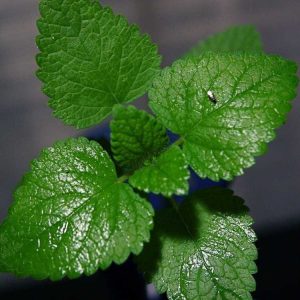 Lire la suite à propos de l’article Comment faire pousser des plantes de menthe dans votre jardin