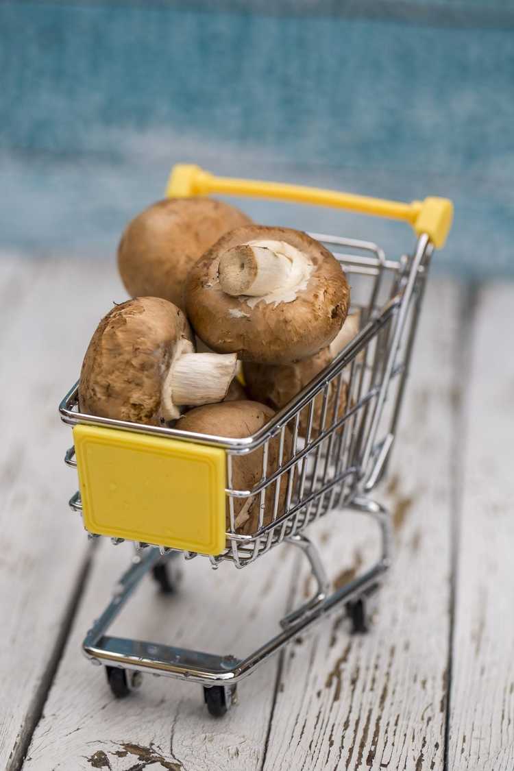 You are currently viewing Propagation de champignons achetés en magasin : comment faire pousser des champignons à partir des extrémités