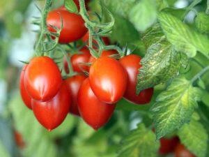 Lire la suite à propos de l’article Qu'est-ce qu'une tomate italienne – Conseils pour cultiver des tomates italiennes