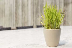 Lire la suite à propos de l’article Cultiver de la citronnelle à l'intérieur : conseils pour planter de la citronnelle en pot