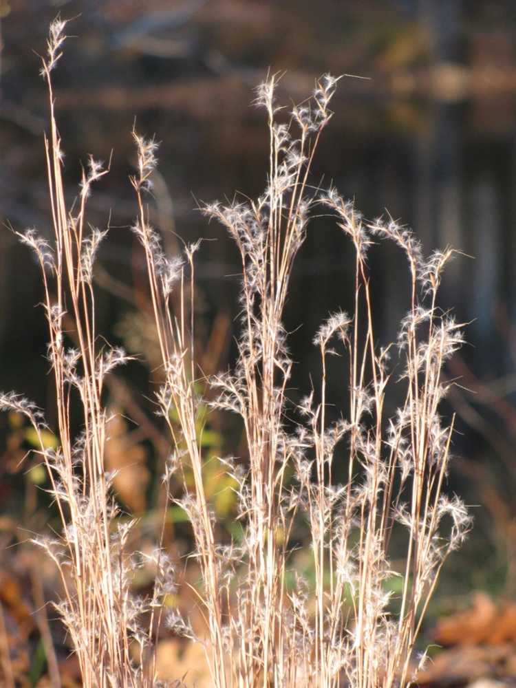 You are currently viewing Soins Little Bluestem : Conseils pour cultiver de l'herbe Little Bluestem