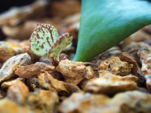 Lire la suite à propos de l’article Qu'est-ce qu'une plante à feuilles froissées – Informations sur la plante d'intérieur à feuilles froissées