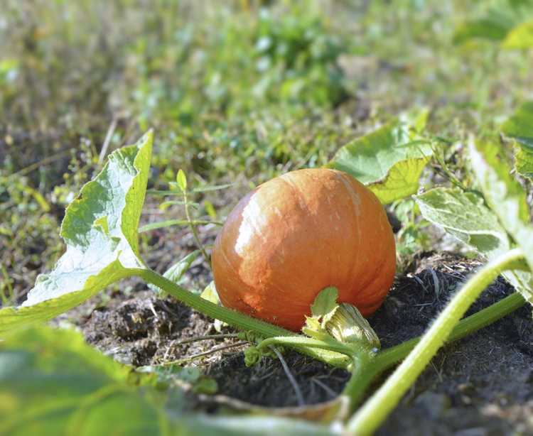 You are currently viewing Exigences en engrais pour citrouilles : Guide pour nourrir les plantes de citrouille