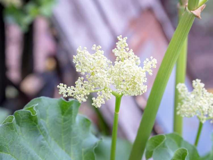 You are currently viewing Entretien des plantes Dropwort : informations sur la façon de cultiver des Dropworts