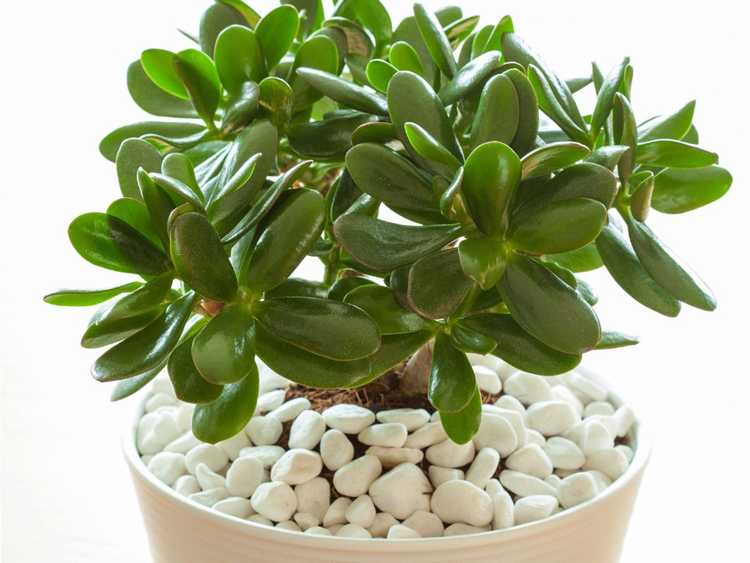 You are currently viewing Cultiver des plantes d'intérieur de jade – Conseils pour l'entretien et l'entretien des plantes de jade