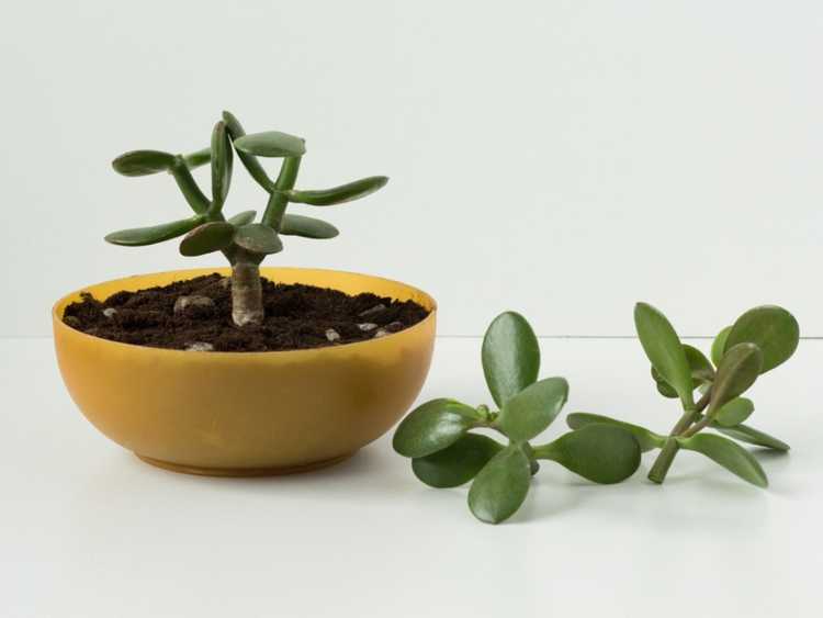 You are currently viewing Propagation des plantes de jade – Comment enraciner des boutures de plantes de jade