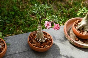 Lire la suite à propos de l’article Comment tailler une rose du désert – Conseils pour couper les plantes de rose du désert