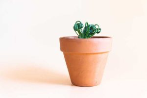 Lire la suite à propos de l’article Propagation de l'Albuca – Conseils pour prendre soin des plantes à graminées en spirale