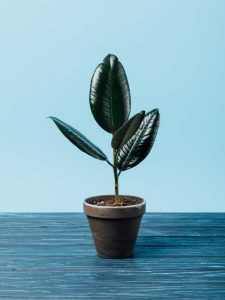 Lire la suite à propos de l’article Comment démarrer une plante d'hévéa : propagation d'une plante d'hévéa