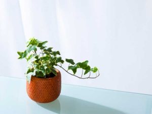 Lire la suite à propos de l’article Plantes d'intérieur de lierre – Informations sur l'entretien des plantes de lierre