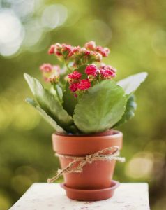 Lire la suite à propos de l’article Cadeaux de plantes en pot – Quelles sont les bonnes plantes à offrir en cadeau