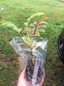 Lire la suite à propos de l’article Sacs en plastique pour plantes : comment déplacer les plantes dans des sacs
