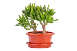 Lire la suite à propos de l’article Gollum Jade Care – Informations sur les plantes Gollum Jade Crassula