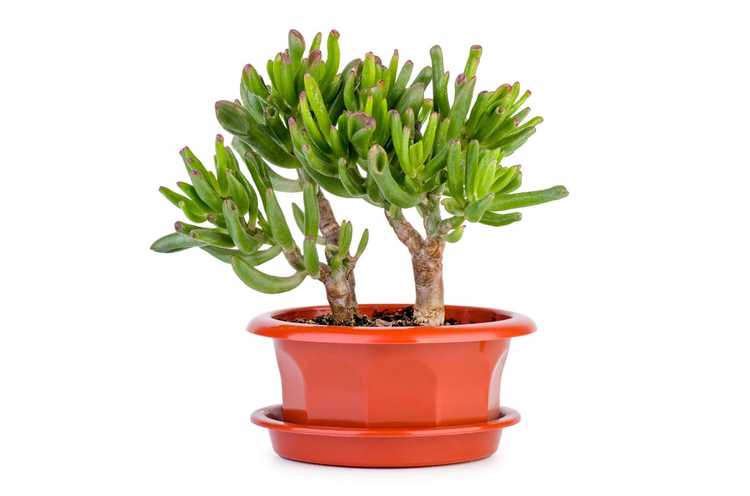 You are currently viewing Gollum Jade Care – Informations sur les plantes Gollum Jade Crassula