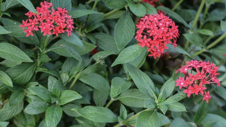 Lire la suite à propos de l’article Conseils pour tailler les Pentas : Apprenez à tailler les plantes Pentas