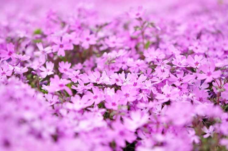 You are currently viewing Phlox contre. Plantes d'épargne: pourquoi Phlox est-il appelé Thrift et qu'est-ce que Thrift