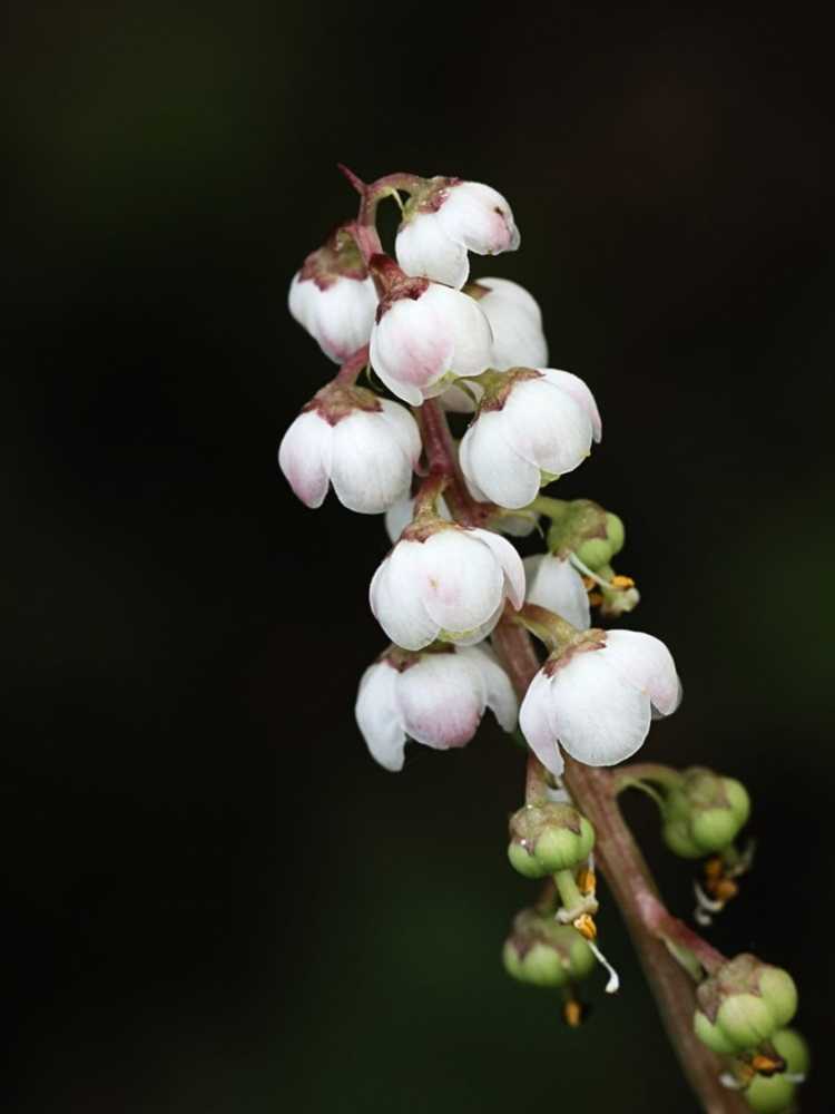 Lire la suite à propos de l’article Informations sur la plante Pyrola – En savoir plus sur les fleurs sauvages de Pyrola