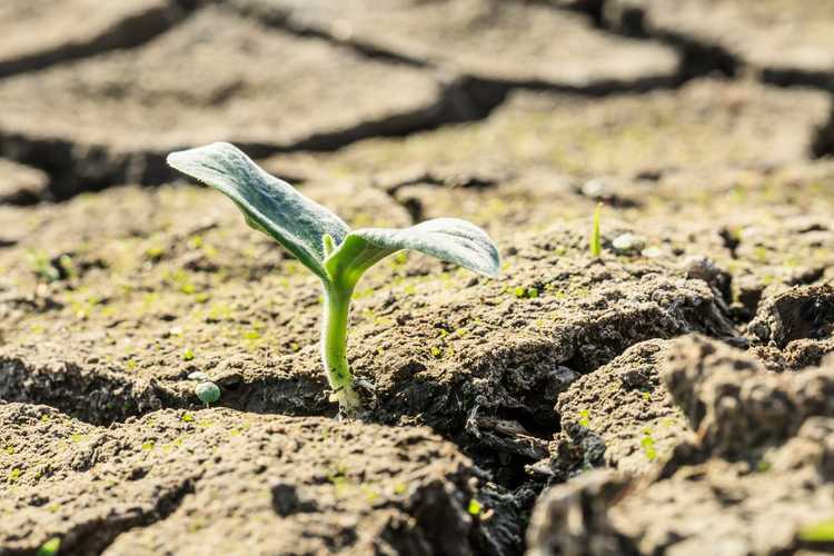 Lire la suite à propos de l’article Changements climatiques dans les jardins : comment le changement climatique affecte-t-il les jardins