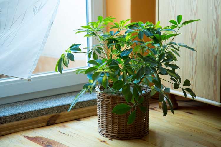 You are currently viewing Rempotage de Schefflera : transplantation d'une plante de Schefflera en pot