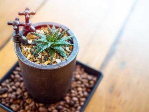 Lire la suite à propos de l’article Augmenter l'humidité : comment augmenter l'humidité des plantes d'intérieur