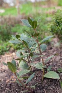 Lire la suite à propos de l’article Maladies des arbres de laurier: comment traiter un arbre de l'infirmerie