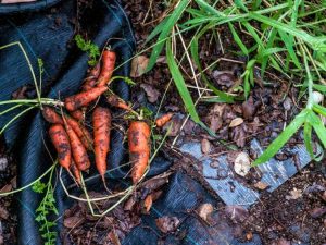 Lire la suite à propos de l’article Plants de légumes pour bébés – Conseils pour cultiver des légumes pour bébés dans le jardin