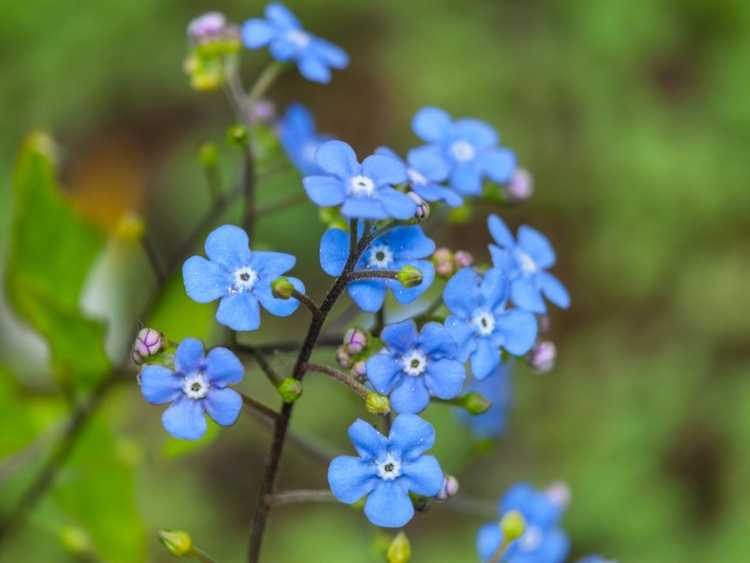 You are currently viewing Plantes d'étang à fleurs – Cultiver des fleurs aquatiques