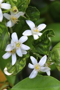 Lire la suite à propos de l’article Pollinisation des orangers – Conseils pour la pollinisation manuelle des oranges