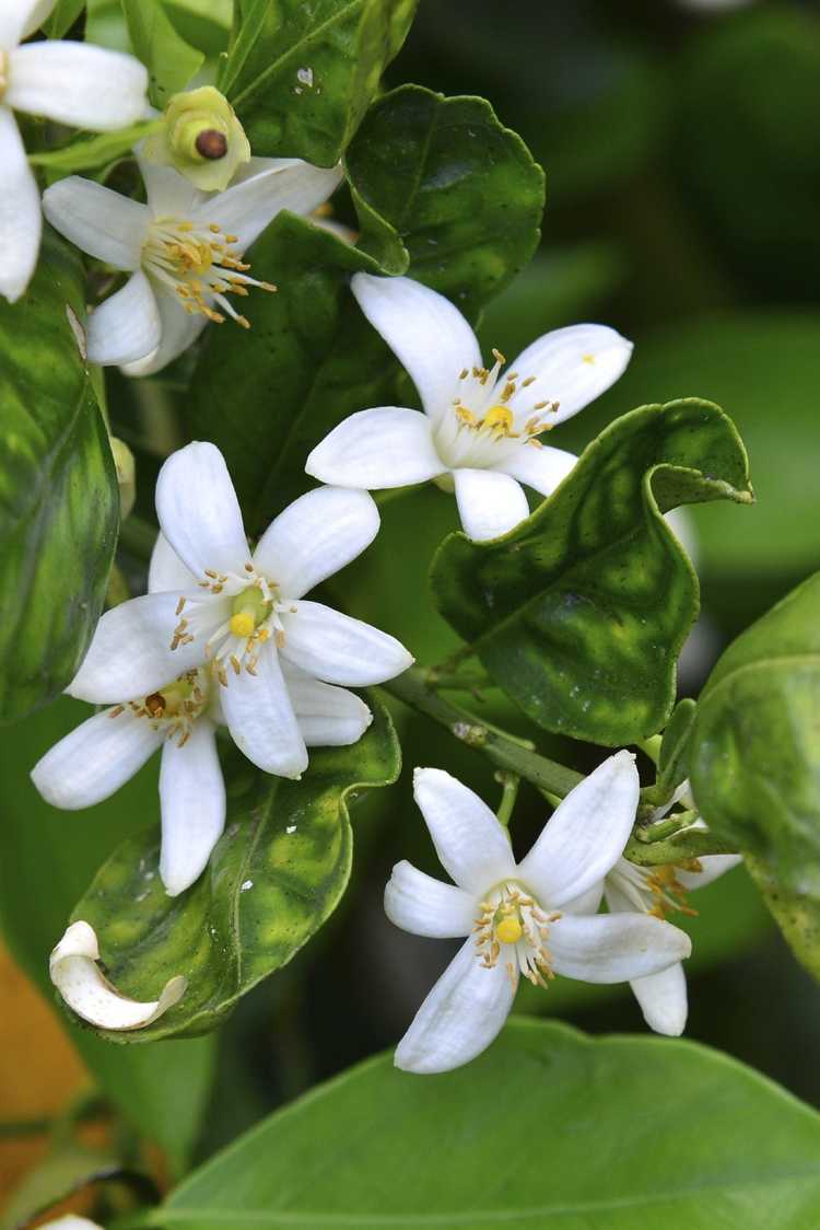 You are currently viewing Pollinisation des orangers – Conseils pour la pollinisation manuelle des oranges