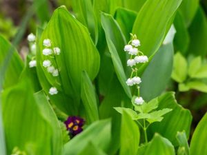 Lire la suite à propos de l’article Contrôle du muguet – Comment tuer le muguet