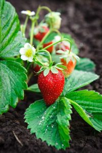 Lire la suite à propos de l’article Guide de rénovation des fraises : Apprenez à rénover les plants de fraises