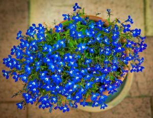 Lire la suite à propos de l’article Petites fleurs, grand intérêt – De superbes plantes qui ont de petites fleurs