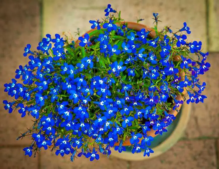 You are currently viewing Petites fleurs, grand intérêt – De superbes plantes qui ont de petites fleurs