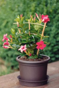 Lire la suite à propos de l’article Rempotage des plantes de Mandevilla : Apprenez à rempoter les fleurs de Mandevilla