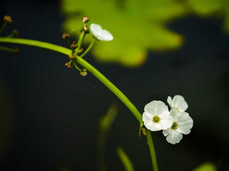 Lire la suite à propos de l’article Informations sur les fleurs squelettes : Comment faire pousser des fleurs squelettes