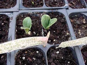 Lire la suite à propos de l’article Cultiver des légumes avec des graines