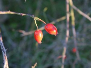 Lire la suite à propos de l’article Collecte de graines de rose – Comment obtenir des graines de rose d'un rosier