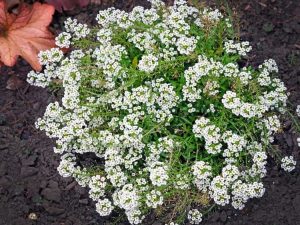 Lire la suite à propos de l’article Fleurs d'Alyssum sucrées – Conseils pour cultiver du Sweet Alyssum