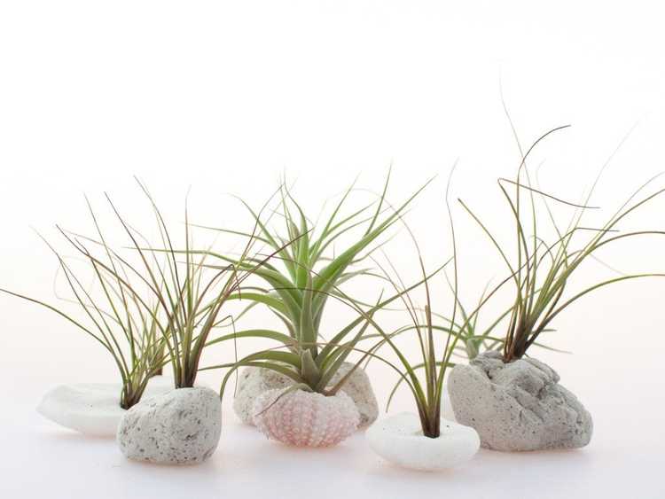 You are currently viewing Petites plantes – Plantes miniatures pour petits espaces