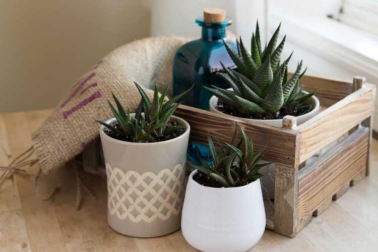 You are currently viewing Guide de propagation de Haworthia – Comment propager des plantes Haworthia