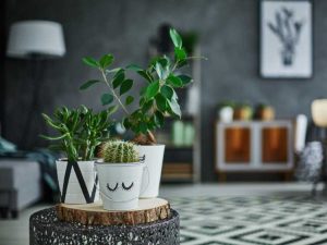 Lire la suite à propos de l’article Choisir des plantes d'intérieur pour votre style – Quelles sont les meilleures plantes d'intérieur pour mon décor