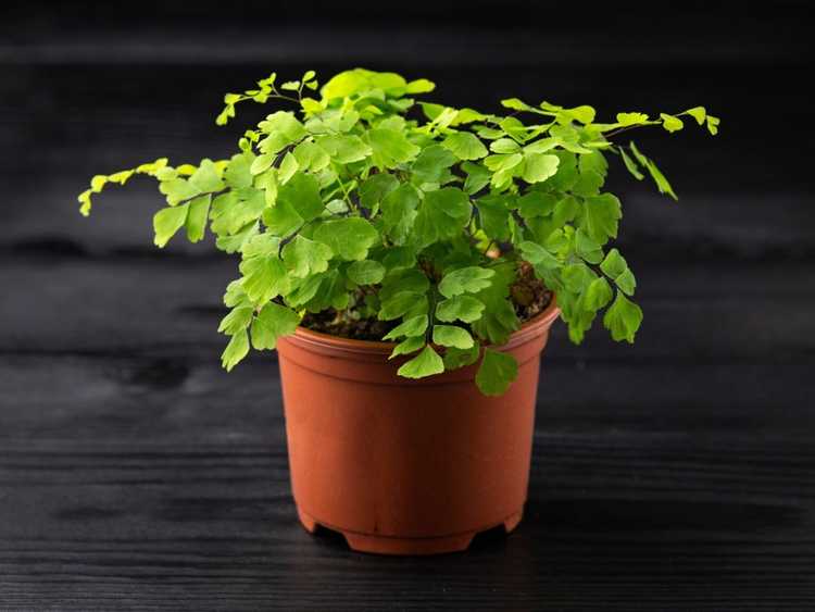 Lire la suite à propos de l’article Meilleures petites plantes d’intérieur à faible luminosité