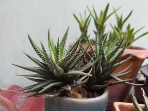 Lire la suite à propos de l’article Comment cultiver Haworthia : informations sur l'entretien des plantes de fenêtre