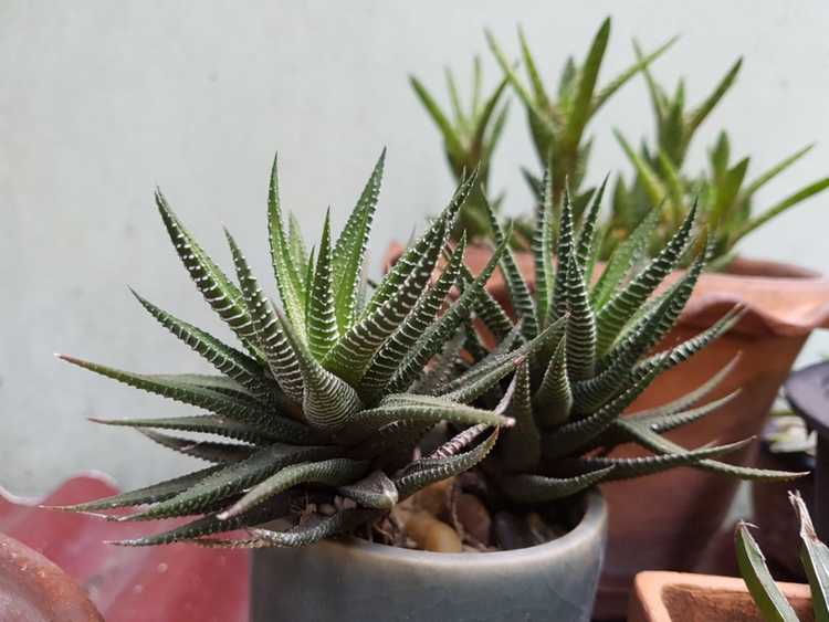 You are currently viewing Comment cultiver Haworthia : informations sur l'entretien des plantes de fenêtre