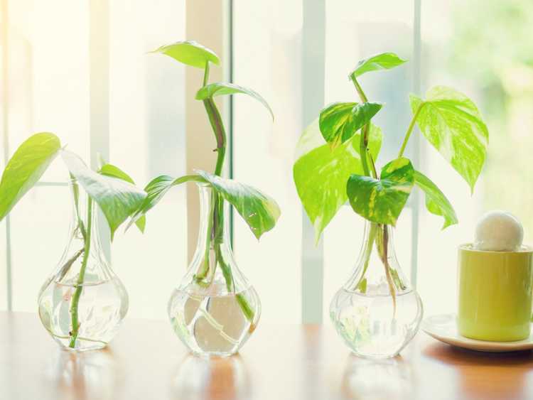 You are currently viewing Propagation de Pothos : Comment propager un Pothos