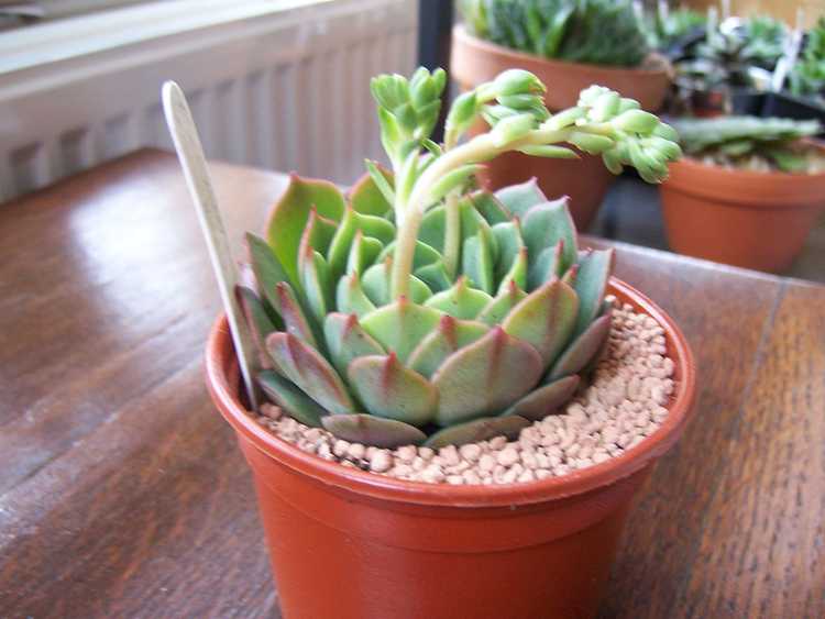 You are currently viewing Prendre soin des Ramillette Echeverias – Informations sur les plantes succulentes Ramillette