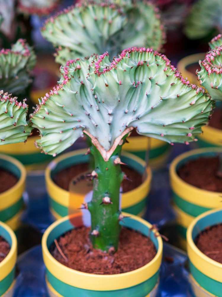 You are currently viewing Soins des plantes succulentes de sirène : Cultiver des plantes succulentes en queue de sirène