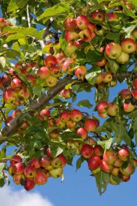 Lire la suite à propos de l’article Éclaircissage des arbres fruitiers : raisons de la chute des petits fruits durs et des fruits immatures