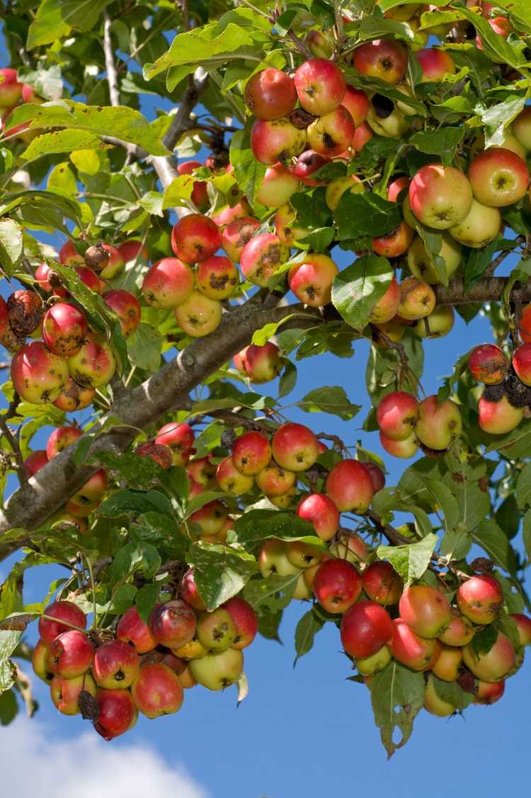 You are currently viewing Éclaircissage des arbres fruitiers : raisons de la chute des petits fruits durs et des fruits immatures