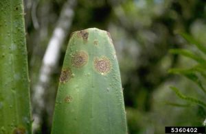 Lire la suite à propos de l’article Taches sur les feuilles de yucca : entretien des plantes de yucca avec des taches noires